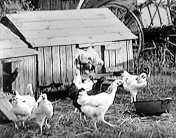 free range chickens