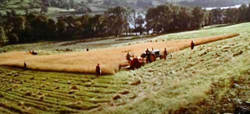 Island of corn in the centre of a cornfield during harvesting.