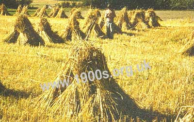 stooks of corn showing the bunches of corn propping each other up